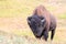 Solitary american bison buffalo bull walking uphill in Hayden Valley in Yellowstone National Park United States