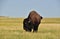 Solitary American Buffalo Grazing on the Plains