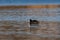 Solitary American Coot swimming on the calm water of a lake