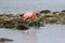 A Solitary American Flamingo