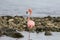 A Solitary American Flamingo