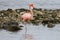 A Solitary American Flamingo