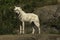 A solitary Arctic wolf