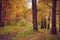 Solitary autumn in an oak grove after a rain