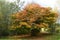 Solitary autumn tree