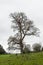 Solitary Autumn Tree