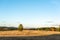 Solitary autumn tree in bright sunlight golden grass hills rural landscape in Bulgaria