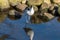A solitary Avocet bird wades through shallow blue water