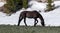 Solitary bachelor black stallion wild horse grazing near snowfield in the american west of the USA