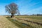 Solitary bare tree against a blue sky in a rural landscape