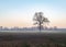 Solitary bare tree in misty field during winter. Nature reserve