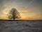 Solitary bare tree in a snow covered meadow