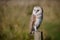 Solitary barn owl