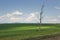 Solitary barren tree in a green wheat field