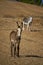 Solitary Beauty: Young Donkey in the Andalusian Countryside