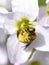 Solitary bee collecting pollen in a cockooflower