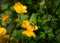 Solitary bee collecting pollen from creeping buttercup (Ranunculus repens) flowers