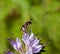 Solitary Bee on Phacelia flower
