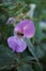 Solitary Bee on Purple Flower
