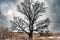 Solitary big old Oak tree has gnarly twisted bare branches in late autumn