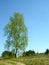 Solitary birch tree on a hill