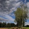 Solitary birch trees beside the ground road at summer daylight