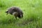 Solitary bird in lush green grass, foraging for food