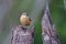 Solitary bird perched atop a tree branch