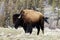 Solitary Bison Grazing On A Mountain