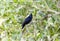 Solitary Black Cacique (Cacicus solitarius) in Brazil