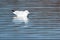 Solitary black-headed gull floating on ripples caused by gentle breeze on the Long Water