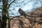 Solitary black Raven (Corvus corax) perched on a tree branch