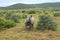 Solitary Black Rhino