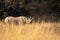 A solitary black rhino bull with flatten ears sniffing the air at sunset.