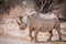 Solitary black rhino, Etosha National Park, Namibia