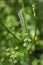 Solitary Black Swallowtail Caterpillar Feeds on a Dill Plant