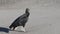 Solitary black vulture, coragyps atratus, on beach in Costa Rica