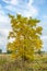 Solitary black walnut or american walnut, juglans nigra,in brilliant yellow autumn coloring