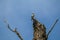 Solitary blue jay bird perched atop a leafless tree against a pristine blue sky.