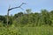 A solitary broken tree overhangs a marsh of green reeds under a blue sky