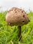 Solitary brown mushroom