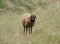 Solitary Brown Sheep