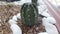 Solitary Cactus on Ornamental Stones