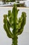 Solitary cactus stands in stark contrast against the backdrop Canary Islands, Spain