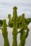 Solitary cactus stands in stark contrast against the backdrop Canary Islands, Spain