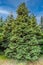 Solitary California cypress, Chamaecyparis lawsoniana  Konijn`s Zilver,
