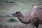 Solitary camel stands in the middle of a lush green field, surrounded by a grassy hill