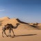 a solitary camel trekking across the sandy dunes