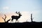 solitary caribou silhouette at sunset