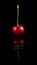 Solitary Cherry